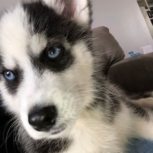 Meet your Posher, Melani